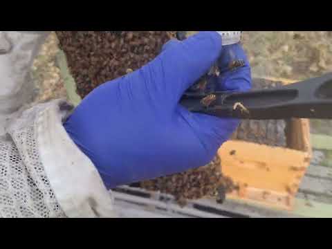 Видео: Заключне формування гнізда бджолиних сімей у цьому сезоні. (01.11.2025 р.)