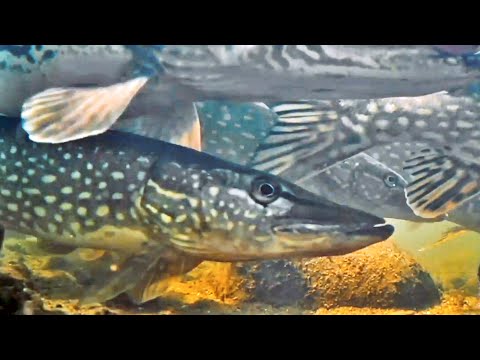 Видео: Щука! Поведение Щуки, Чем питается Щука, Нерест Щуки. Подводная съемка