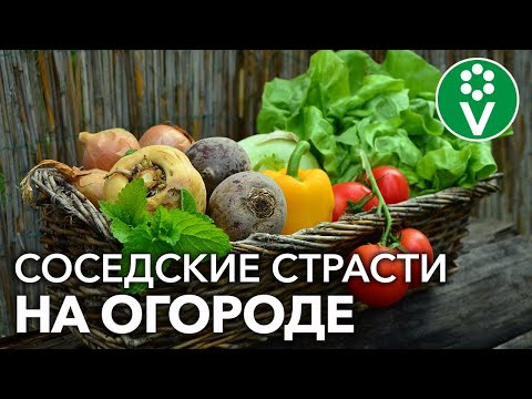 Видео: НЕ ПЛАНИРУЙТЕ ГРЯДКИ, ПОКА НЕ ПОСМОТРИТЕ! Узнайте, соседства каких растений лучше избегать