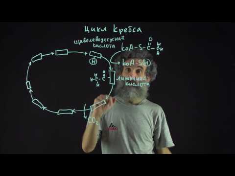 Видео: Цитология. Лекция 53. Цикл Кребса