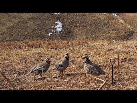 Видео: 25 февраля 2025 г.