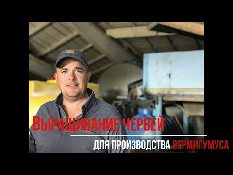 Видео: NO-TILL. Разведение червей для производства вермигумуса.Часть1 2020г