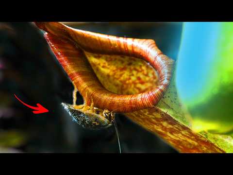 Видео: Я Вырастил НЕПЕНТЕС - Новый Супер Хищник МЕГАТЕРРАРИУМА