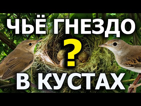Видео: Какие птицы делают гнезда в кустах?