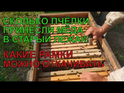 Видео: ОТКАЧКА МЁДА СТАРЫЙ ЛЕЖАК какие рамки можно брать КАКИЕ ЛУЧШЕ НЕ ТРОГАТЬ это важно ✅🐝🐝