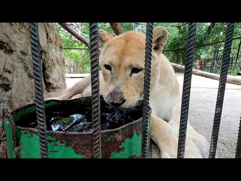 Видео: Крым глазами северян. Ялта. Сказка 2023