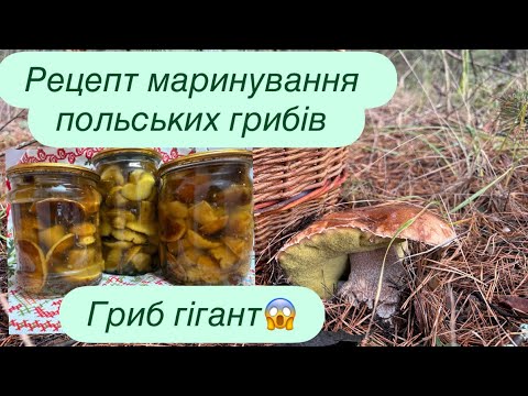 Видео: Гриби Вишгородського району.Вихідні в лісі.Рецепт маринування польських грибів.Гості на обіді. Село.
