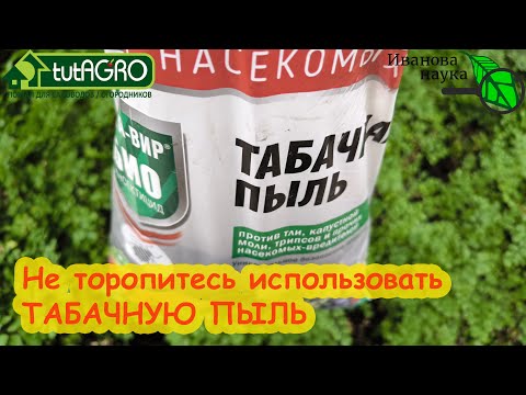 Видео: СУПЕРСРЕДСТВО ОТ МОРКОВНОЙ  и ЛУКОВОЙ МУХИ, КЛОПОВ и ТЛЕЙ выращиваем сами. Какой табак лучше?