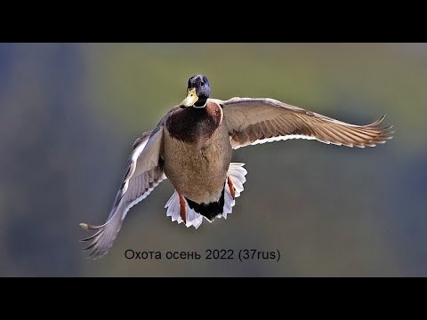 Видео: Охота на утку осенью с подхода. Охота 2022