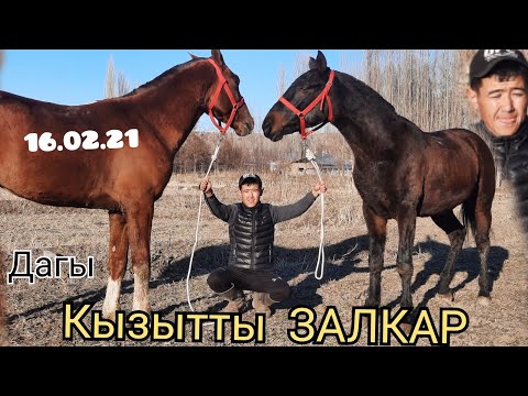 Видео: Бул ЖАГЫ ХА ХА БОЛДУ ЗАКАДА🤣БЭДЕНИН ээси келип калды