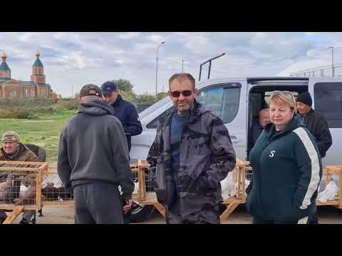 Видео: Выставка продажа голубей разных пород, г Лагань! 18 10 25г