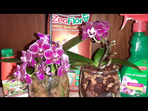 Видео: Посадка Орхидеи в Закрытую Систему с Zeoflora | Multiflora Cranberry Cha Cha