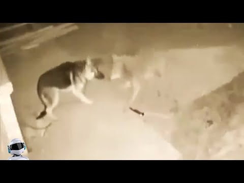 Видео: Овчарка Встрелилась с Волком / Случаи с Животными 1 на Миллион Снятые на Камеру