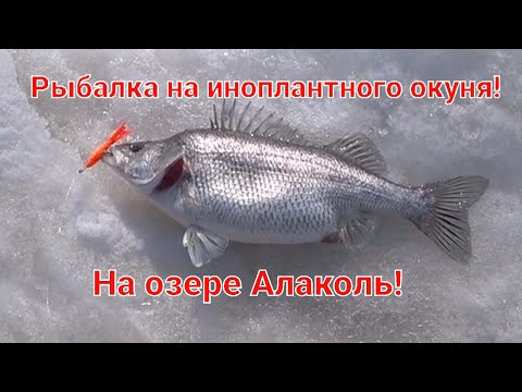 Видео: Рыбалка на инопланетного окуня!