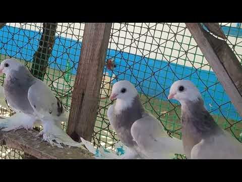 Видео: 14.08.2025 года. Голуби село Высоцкое. Сизо - лысые, Моздокские. номер 8 918. 771.22.89.