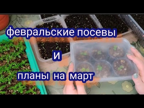 Видео: Обзор февральских посевов. План посевов на март
