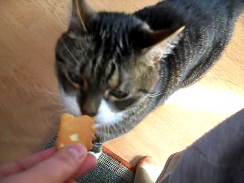 Видео: Котя