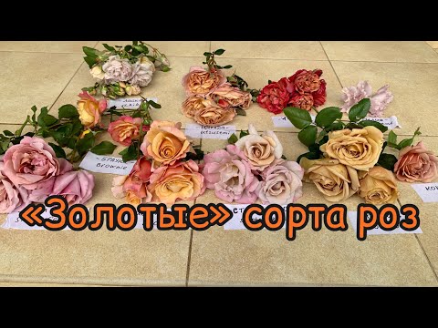 Видео: Самые необычные, редкие расцветки роз