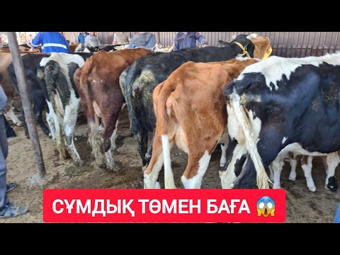 Видео: СҰМДЫҚ АРЗАН БАҒА, СИЫР, ҚАШАР, БАСПАҚ, БҰҚА, БАҒАЛАРЫ.