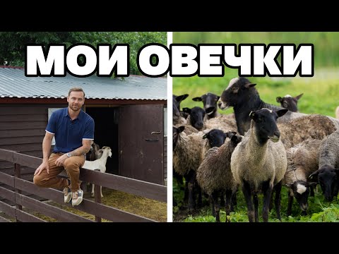 Видео: Бэээ | всё о моих овцах | от поля до стола