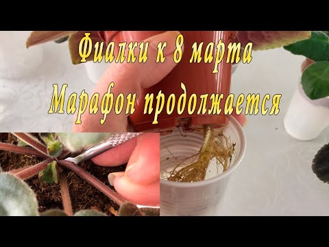 Видео: Фиалки к 8 марта. Марафон. 3 часть