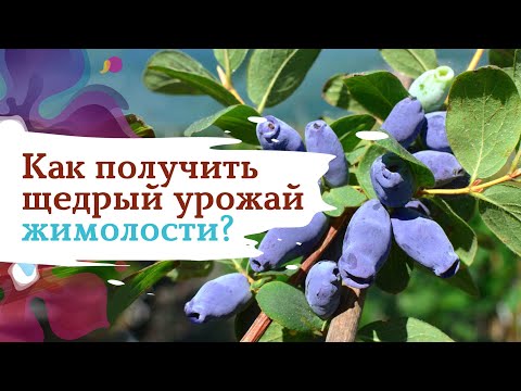 Видео: Секреты щедрого урожая жимолости
