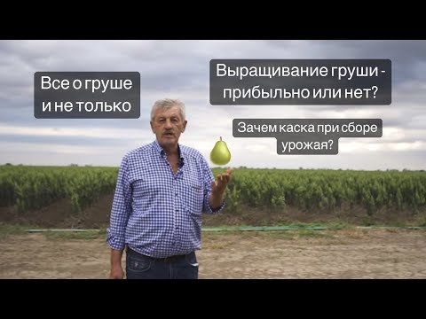 Видео: Груша - культура прибыльная. Сентябрь 2022г.