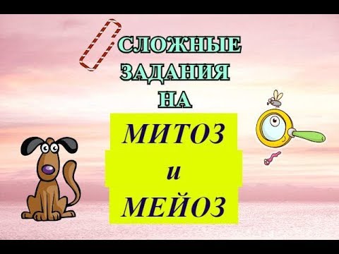 Видео: РЕШАЕМ СЛОЖНЫЕ ЗАДАНИЯ НА МИТОЗ И МЕЙОЗ | ЕГЭ БИОЛОГИЯ