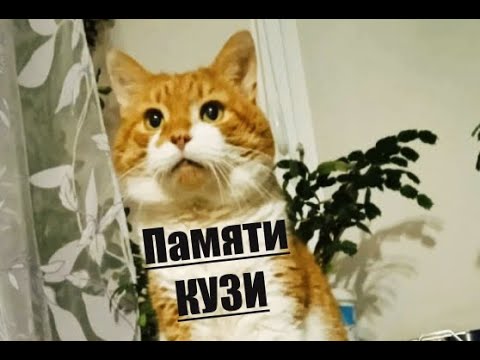 Видео: Kuzya's Bohemian Rapsody / Богемская Рапсодия Кузи.