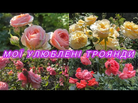 Видео: Мой розарий  на пике цветения