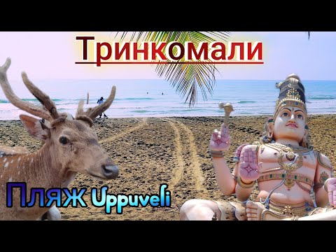Видео: Город Тринкомали. Обзор пляжа Uppuveli. Шри-Ланка 2023