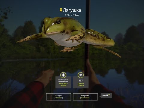 Видео: Russian Fishing 4  Клёвые места. Трофейная лягушка . Вьюнок. Мотыль.