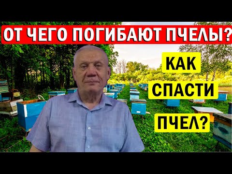 Видео: Как Спасти пчел? От чего могут Погибнуть пчелы?
