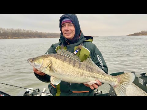 Видео: НИЖНЯЯ ВОЛГА. О ТАКОЙ РЫБАЛКЕ МОЖНО МЕЧТАТЬ! СПИННИНГ И ВИБЫ