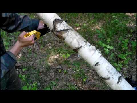 Видео: Заготовка сколотня и бересты.