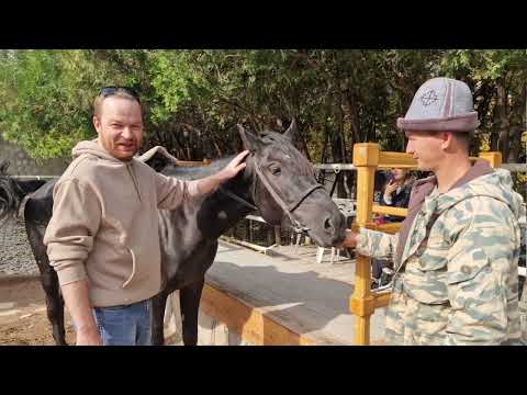 Видео: Health Club - центр конной езды и иппотерапии в Бишкеке