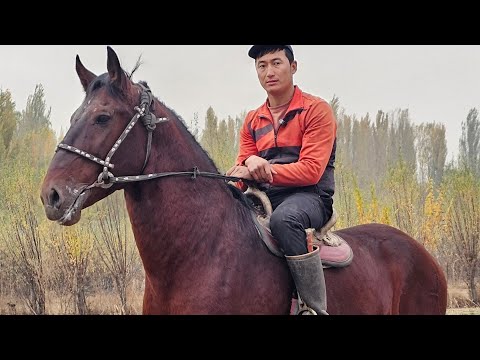 Видео: БАЙ ТОРУ МААРА КЫЛГАН АТ 