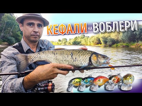 Видео: Кефали на воблери. Трофейна риба. Тест на нова въдица и примамки