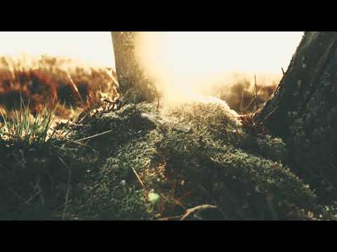 Видео: Chuyakov Project - Дух лесной (female #darktrap )