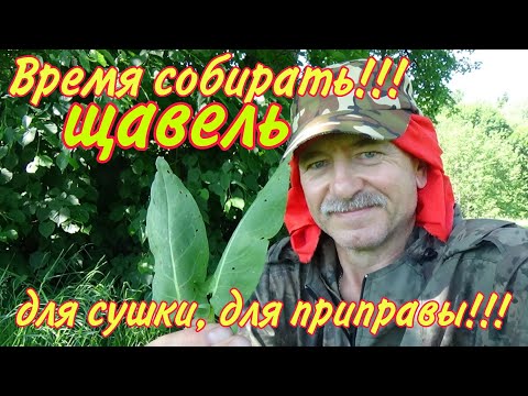 Видео: Время собирать: ЩАВЕЛЬ!!! Для сушки, для приправы!!!