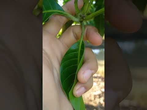 Видео: HOA LOC CAT MANGO стимулирует 1-5 дней