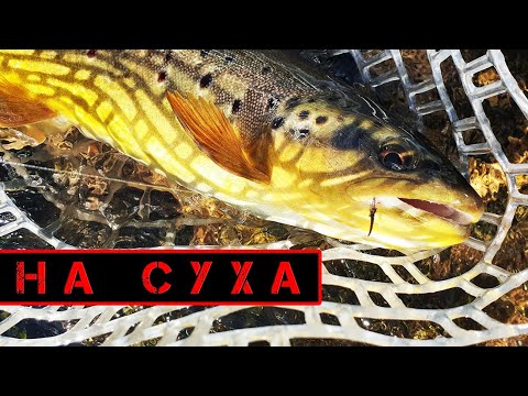 Видео: ПЪТСТЪРВИ НА СУХА МУХА