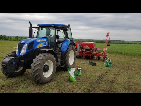 Видео: No-till посев подсолнуха. New Holland T6090 & Kverneland