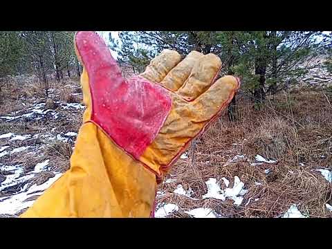 Видео: Деньги на деревьях!!! Или сбор сосновой шишки!!!