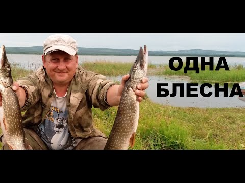 Видео: ЩУКА КЛЮЕТ ВЕЗДЕ, июль 2020