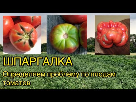 Видео: Шпаргалка по томатам. Болезни плодов и способы их решения. (Трещины, желтые плечики, гнили и т.д.)