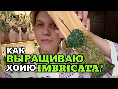 Видео: ВЫРАЩИВАЮ ХОЙЮ ИМБРИКАТУ (imbricata) на ДЕРЕВЯШКЕ | ПРИНЦИПЫ УХОДА