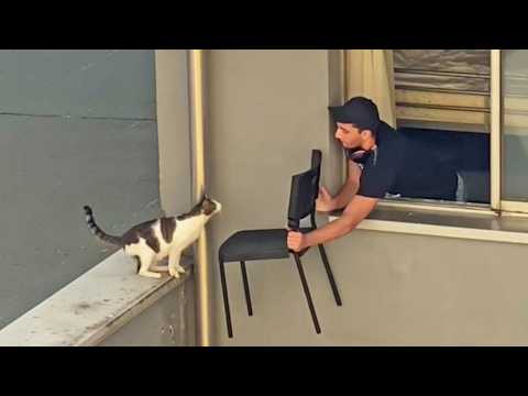 Видео: Это ваша ежедневная доза кошек — день 16