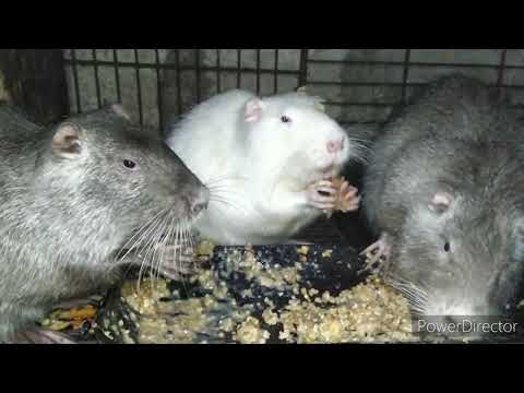 Видео: Нутрии. Создание семьи практически.