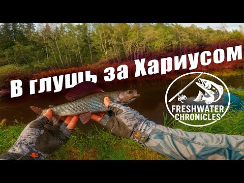 Видео: ЗАБРАЛИСЬ В ЛЕСНЫЕ ДЕБРИ В ПОИСКАХ ХАРИУСА! Ловля на спиннинг в глуши! #рыбалка #хариус #форель